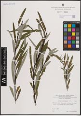 Foto von Salix eleagnos Scop.